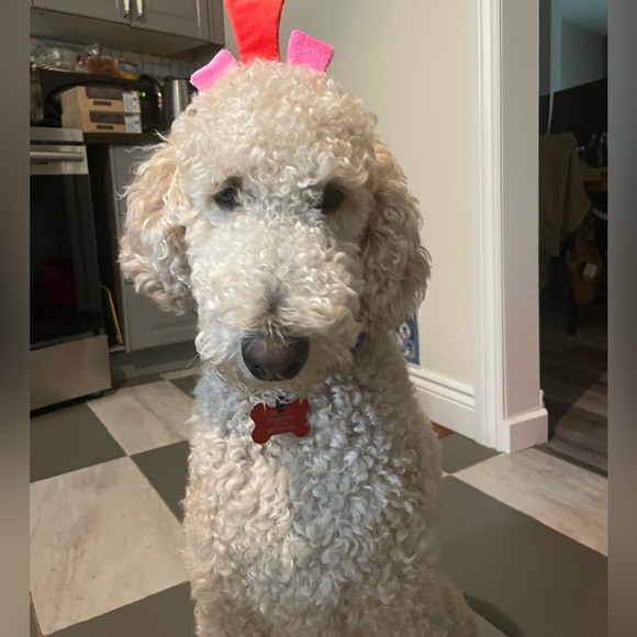 Meet your Posher, Sandy - Picture 1 of 1